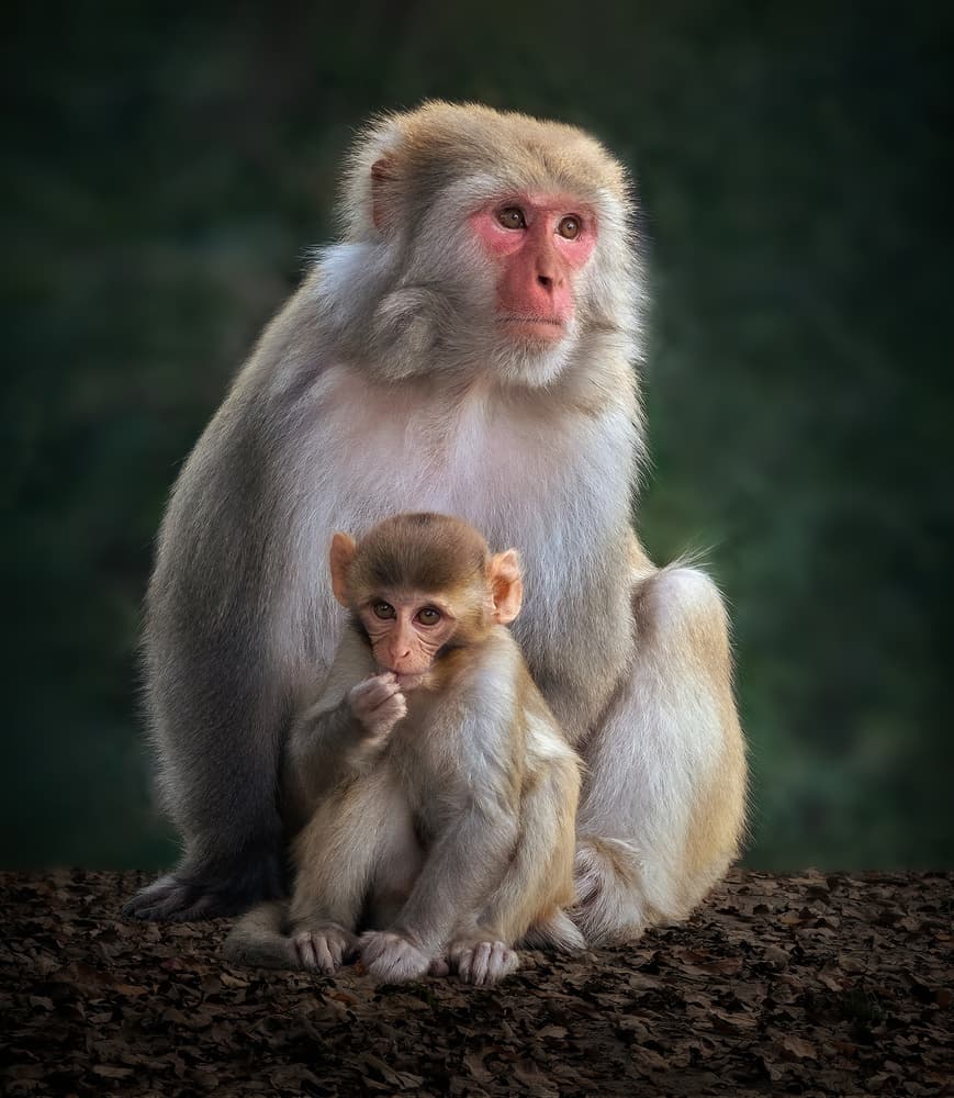 Tender Monkey Family by Sayyed Nayyer Reza — canvas wall art