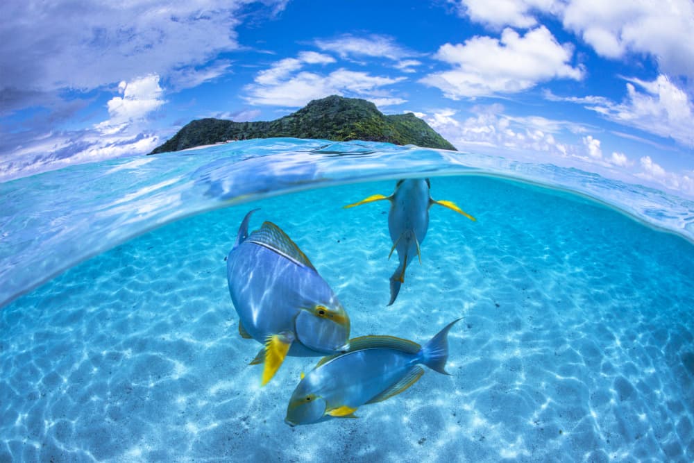 Tropical Fish Paradise by Barathieu Gabriel — canvas wall art