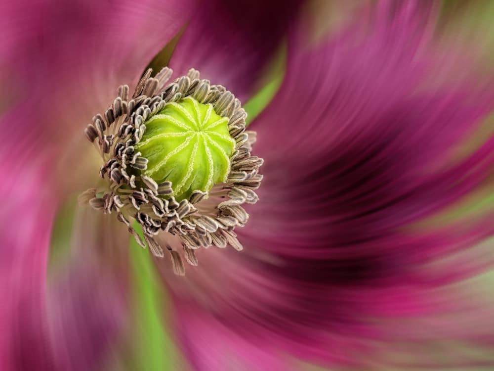 Swirling Poppy Bloom by Lucie Gagnon — canvas wall art