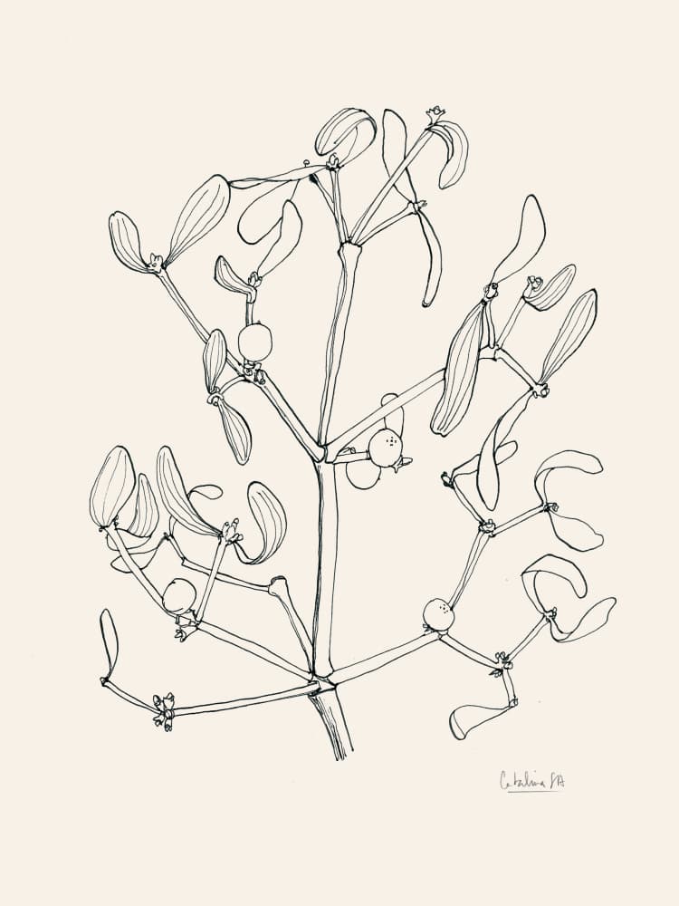 Holiday Mistletoe Line Art by Catalina Somolinos — canvas wall art