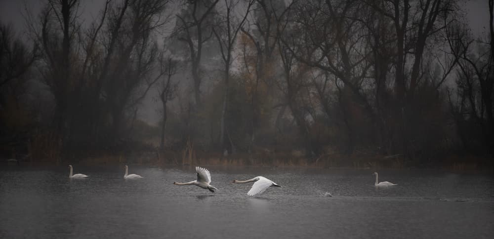 Flying low above the foggy lake by April Xie — canvas wall art