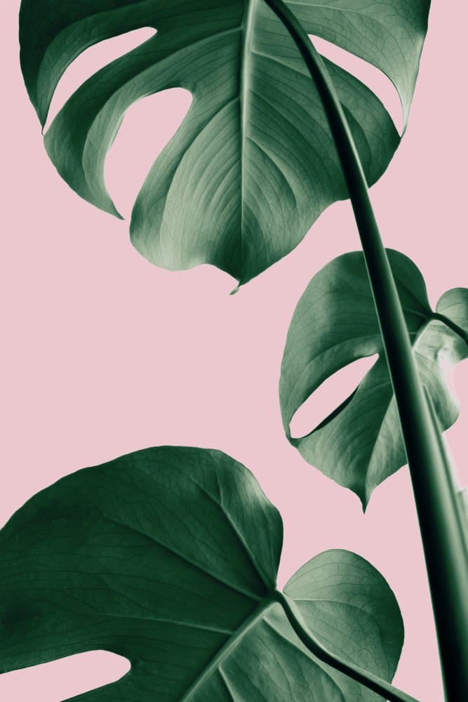 Monstera Pink Leaves by Pictufy Studio III — canvas wall art