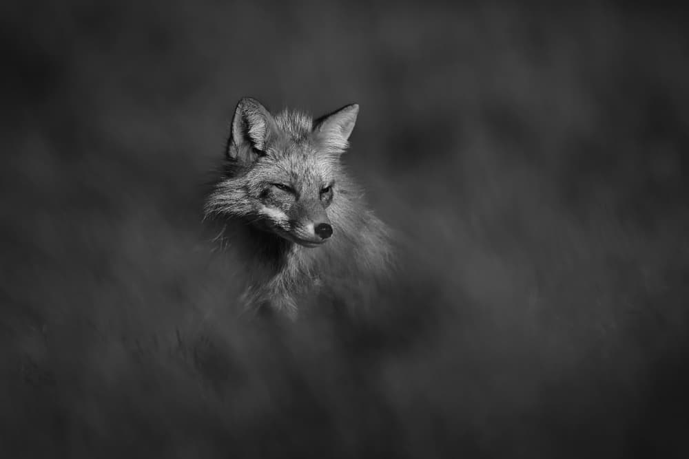 Peaceful Fox in Nature by Rob Li — canvas wall art