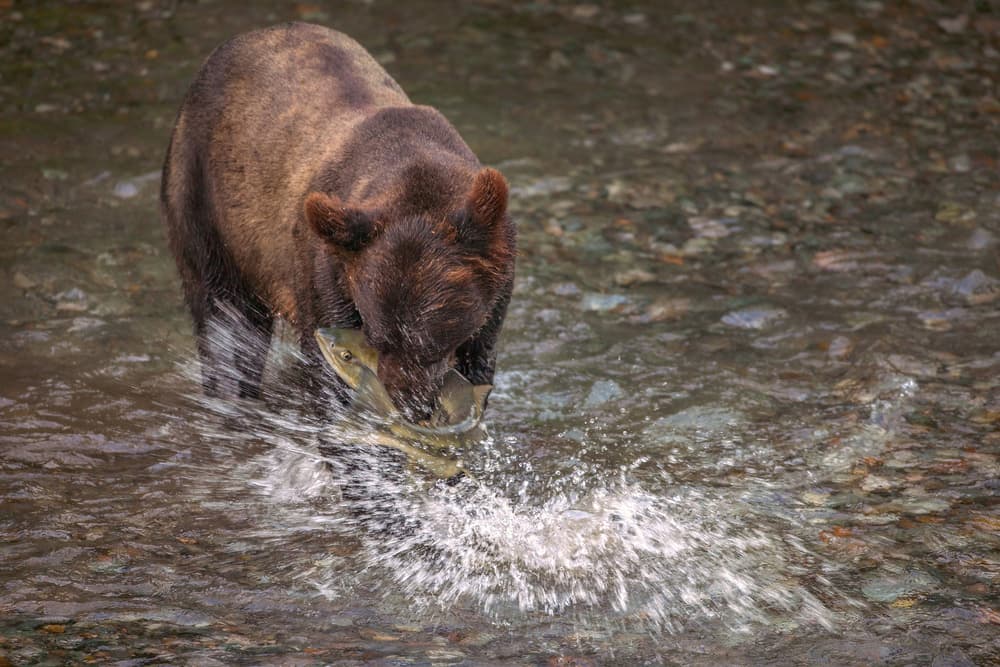 Grizzly Bear Salmon Catch by Nick Kalathas — canvas wall art