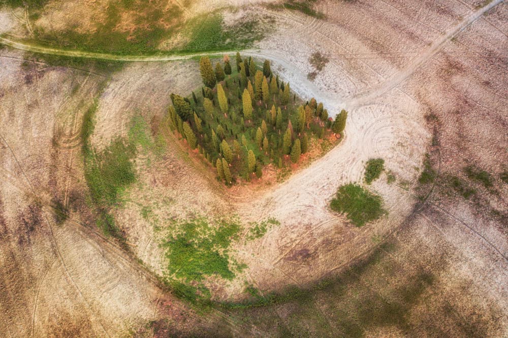Isolated Grove Field by Luigi Ruoppolo — canvas wall art