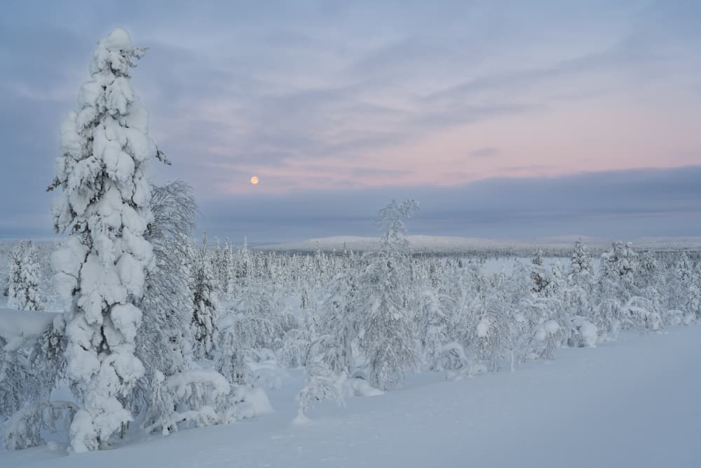 Moon Over Winter Forest by Bjoern Alicke — canvas wall art