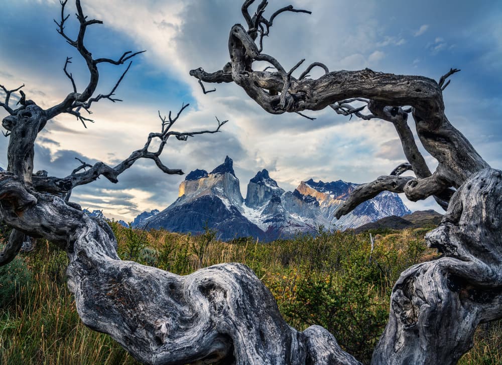 Twisted Trees Patagonia by Antoni Figueras — canvas wall art