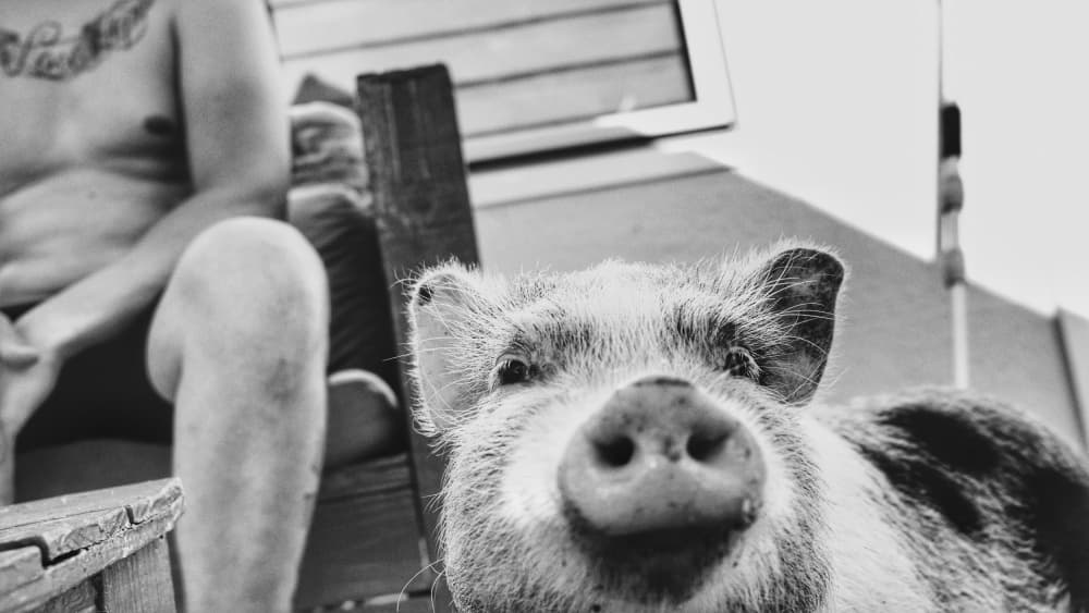 Curious Mini Pig by Hans Van Dongen — canvas wall art