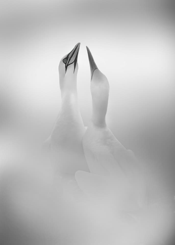 Two Gentle Gannets by Qing Zhao — canvas wall art