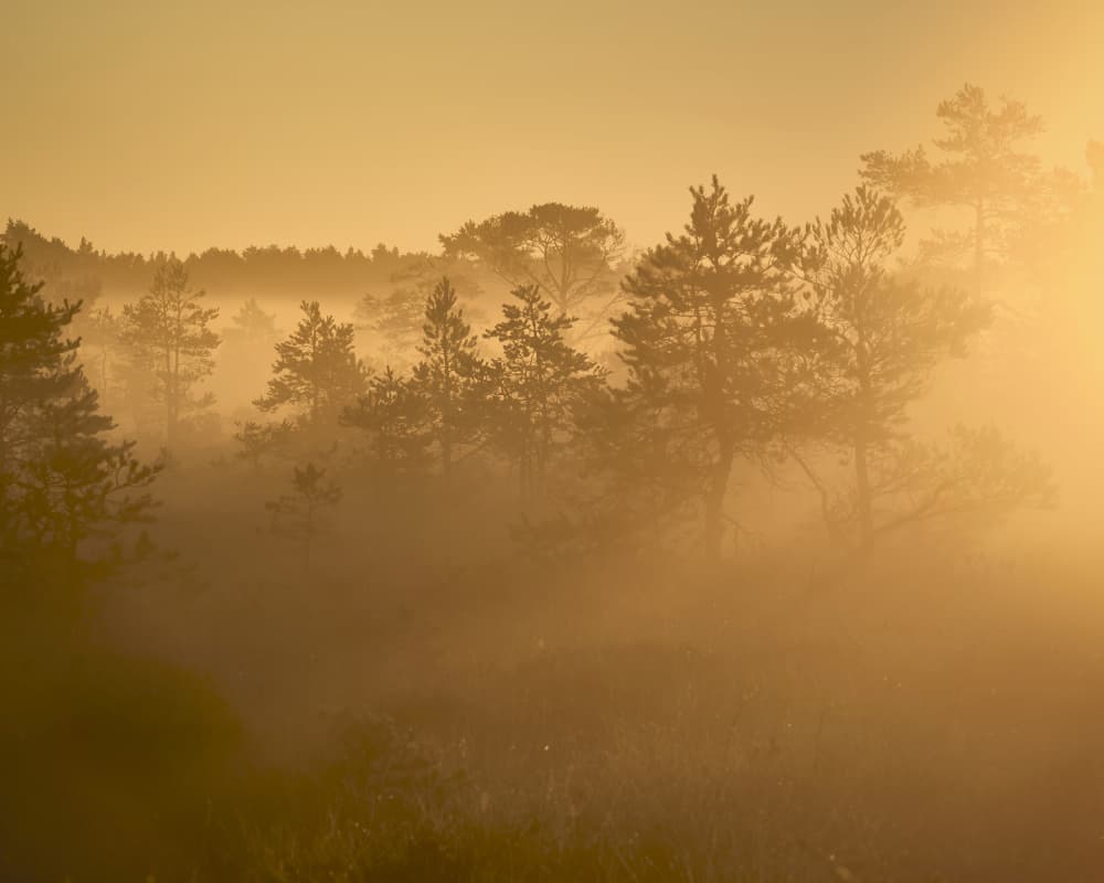 Golden Morning Fog by Hamed Bank — canvas wall art