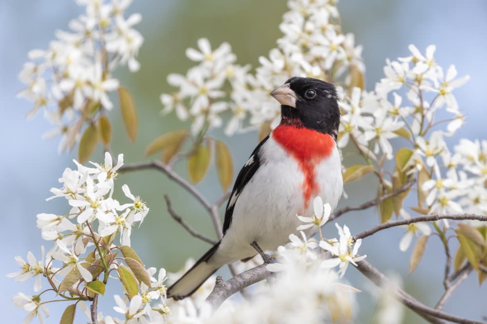 Rose-breasted Grosbeak In Bloom by Mircea Costina — canvas wall art