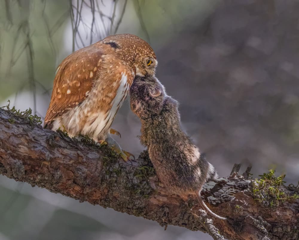 Pygmy Owl Hunter by DonnaHom APA — canvas wall art