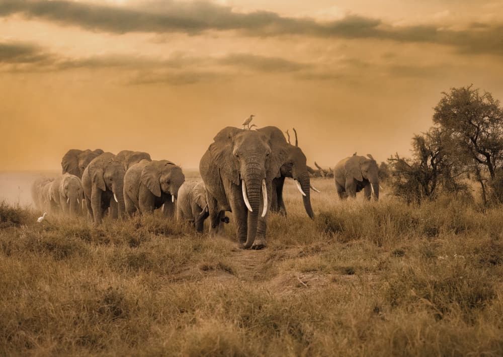African Safari Elephants by Hamza Qarooni — canvas wall art