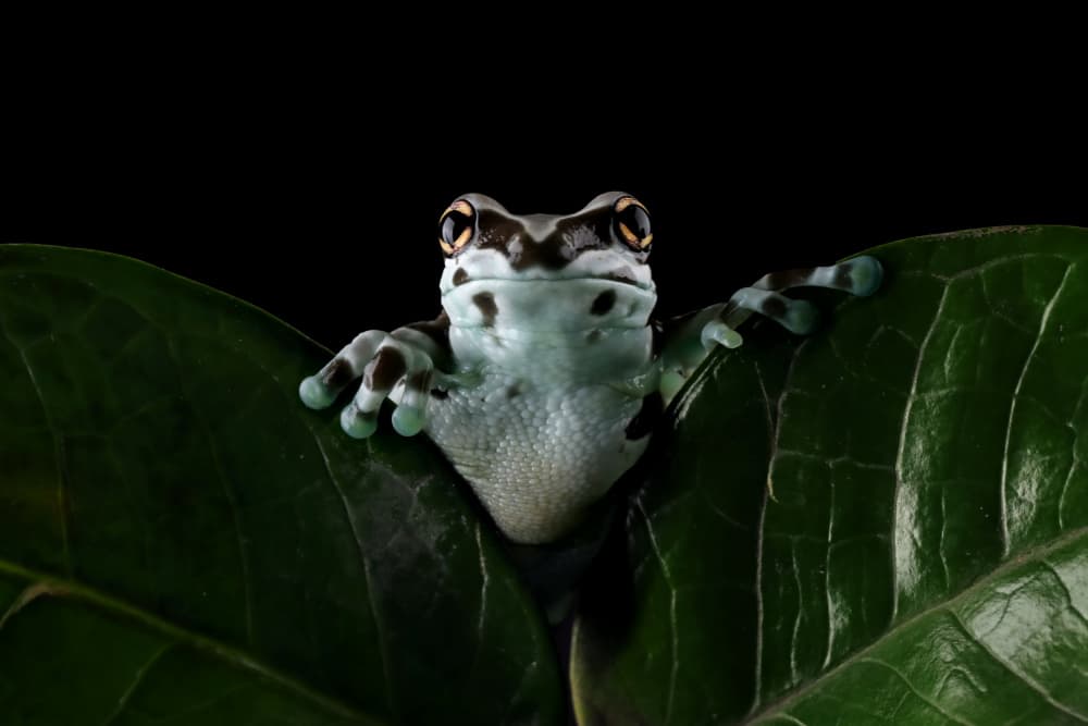 Peeking Milk Frog by Kurit Afsheen — canvas wall art