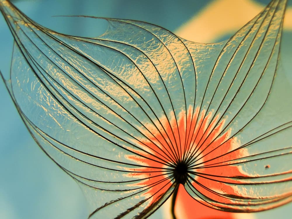 Ethereal Dandelion Seed by Ivan Lesica — canvas wall art