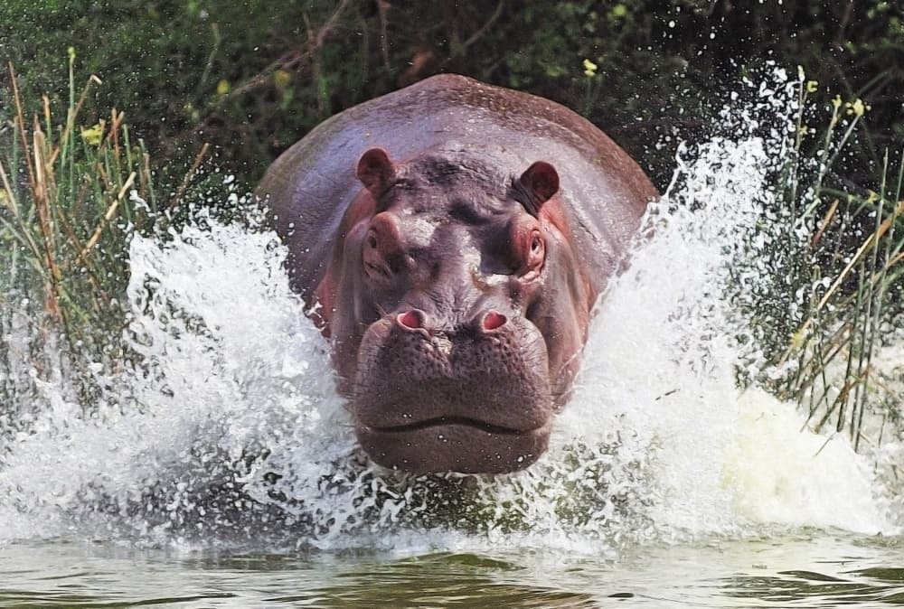 Powerful Hippo Charge by Wayne Pearson — canvas wall art