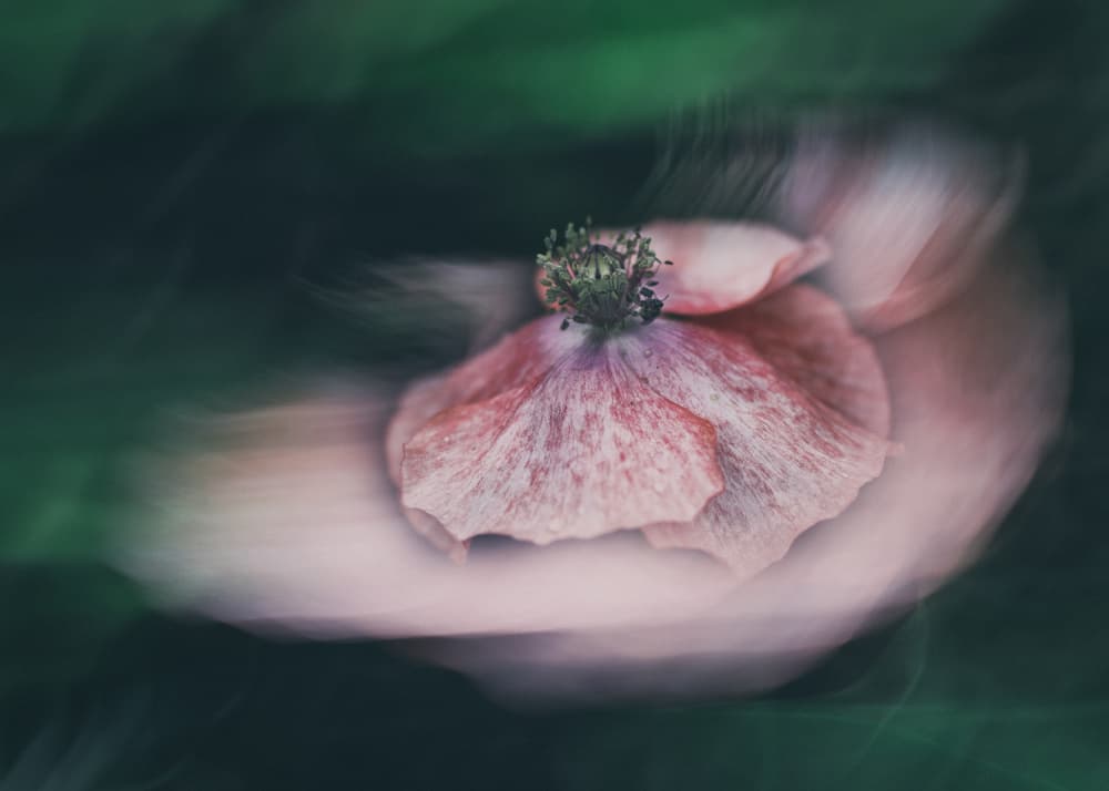 Dreamy Pink Poppy by Li Chen — canvas wall art