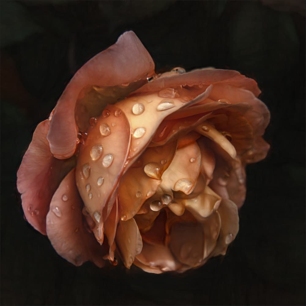 Dewy Peach Rose by Gilbert Claes — canvas wall art