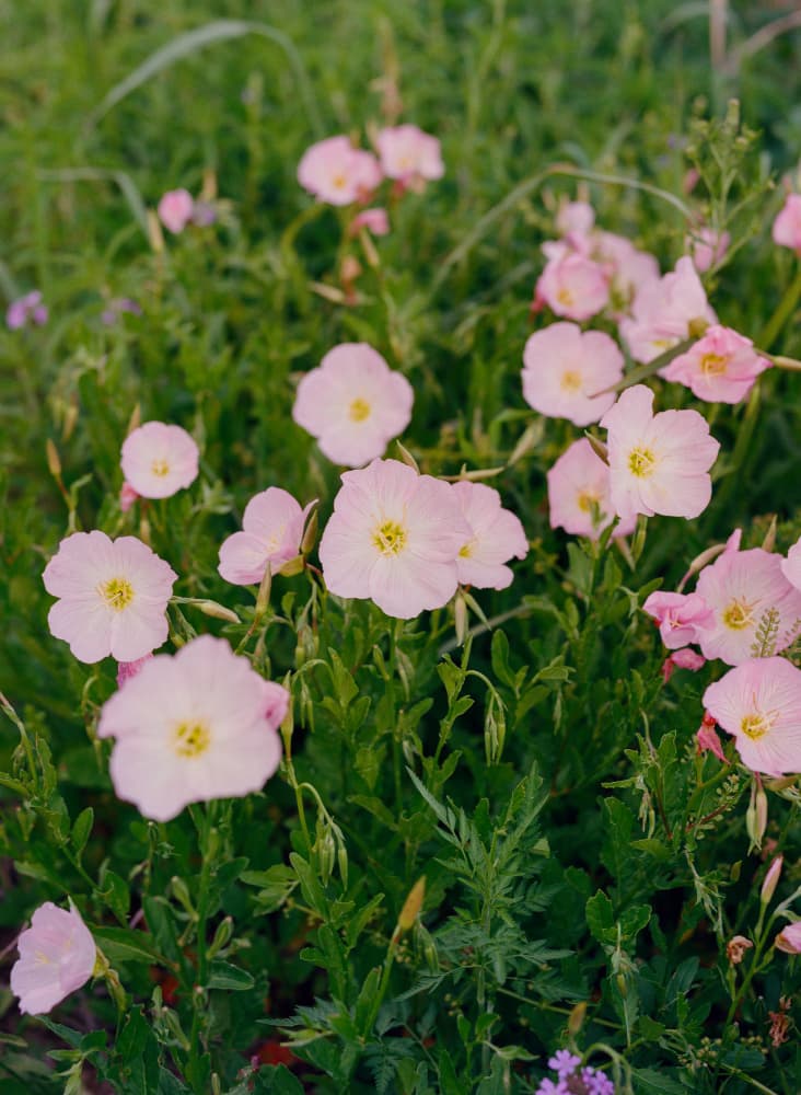 Delicate Pink Flowers by Bethany Young — canvas wall art