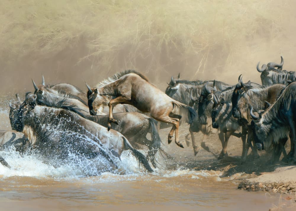Wildebeest River Crossing by Melinda Li — canvas wall art