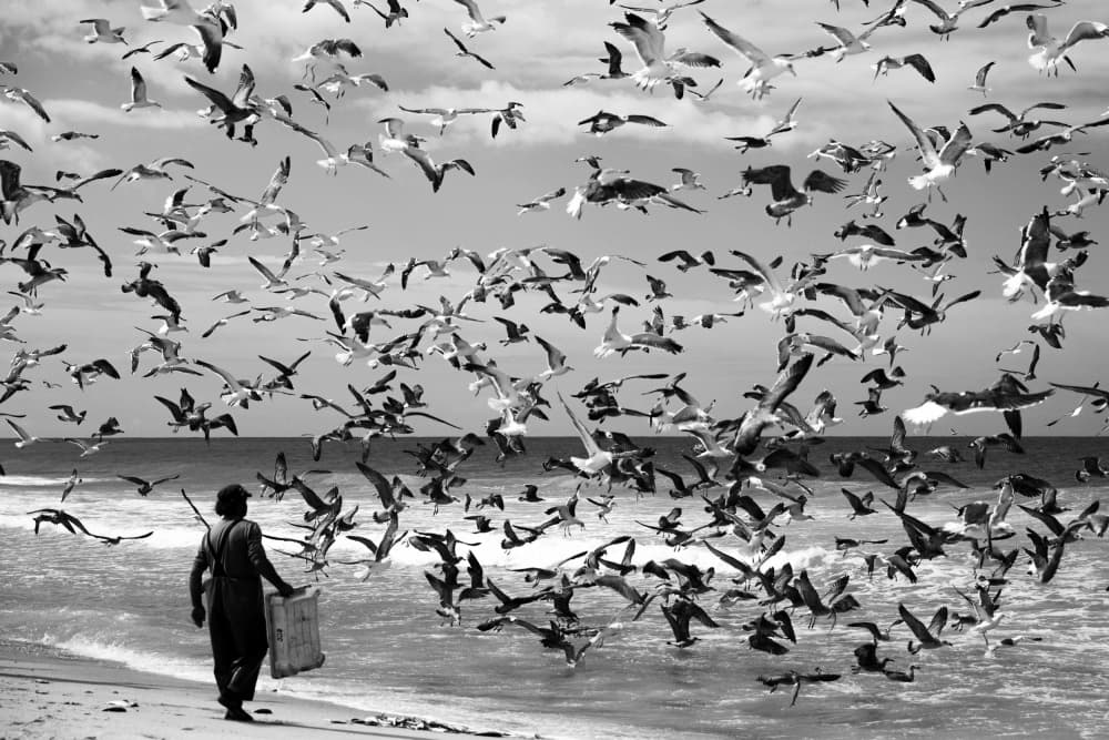 Person Among Seagulls by Liesbeth van der Werf — canvas wall art