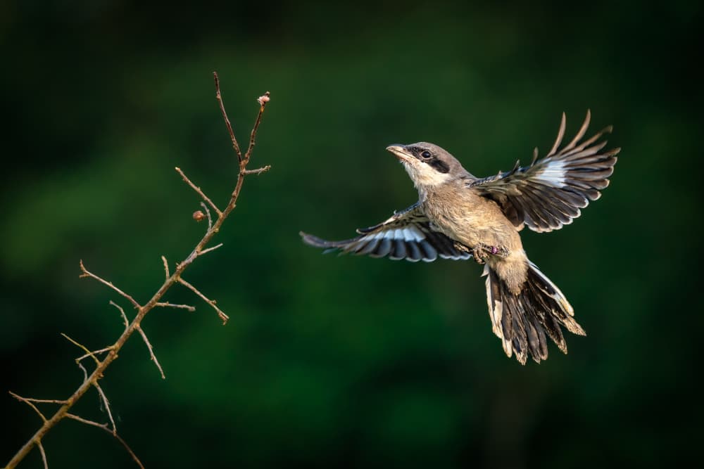 Graceful Shrike Flight by Marc Meijlaers — canvas wall art