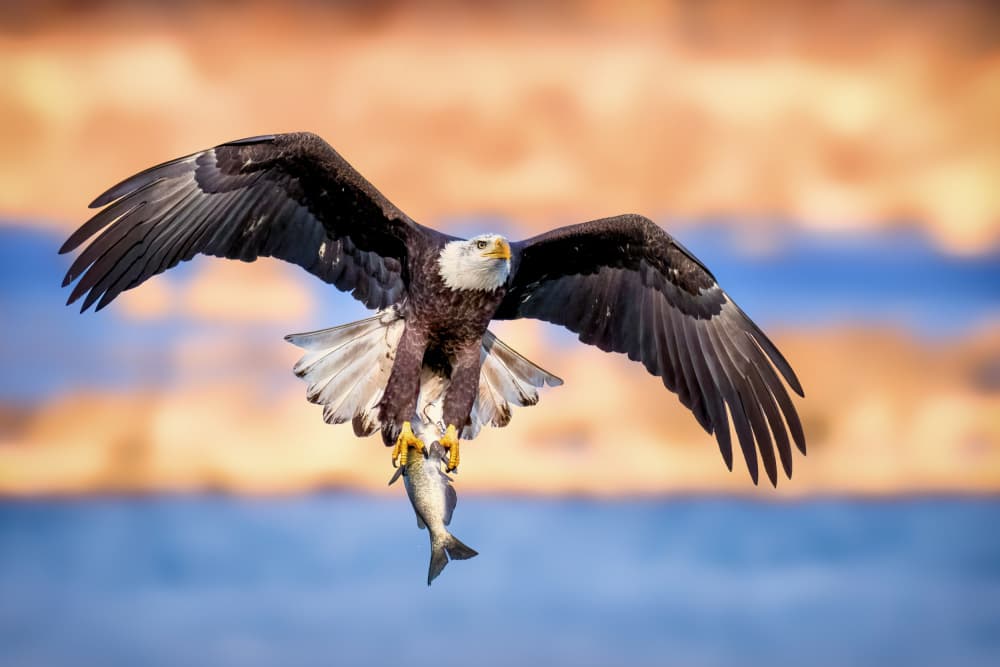 Eagle's Golden Catch by Hannah & Wei — canvas wall art