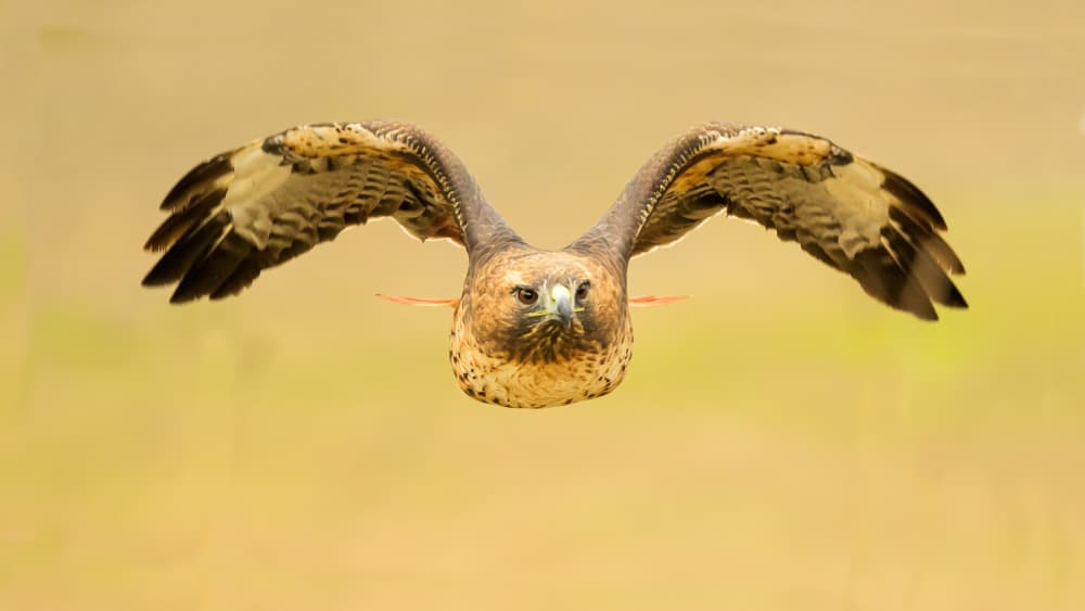 Flying Hawk Gaze by Moses Wang — canvas wall art