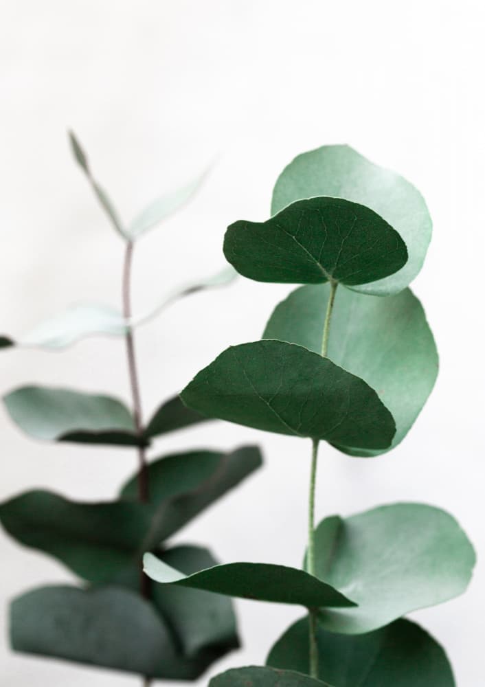 Eucalyptus 5 A1 by Mareike Böhmer — canvas wall art