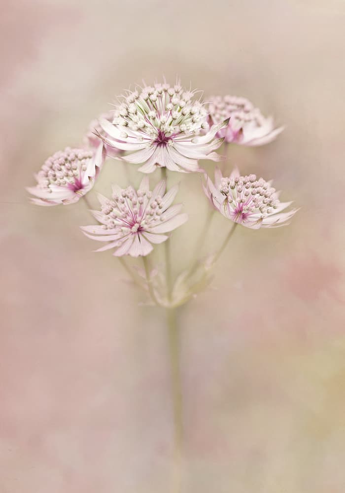 Delicate Pastel Blooms by Alida van Zaane — canvas wall art