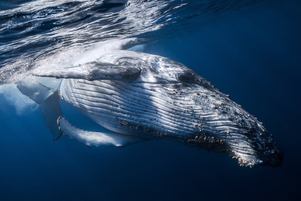 Majestic Humpback Whale by Barathieu Gabriel — canvas wall art