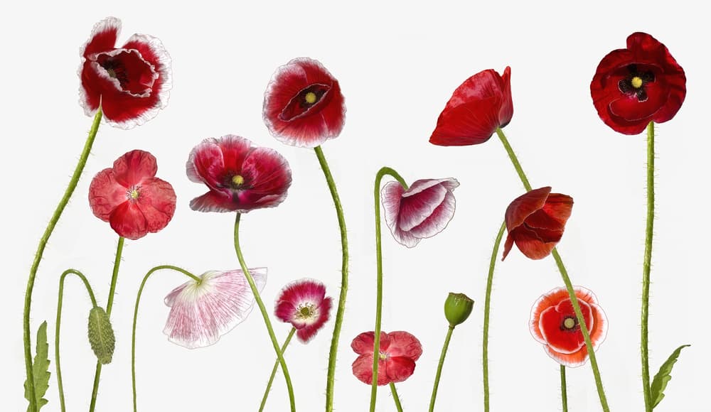 Vibrant Poppy Blooms by Jocelyn Manning — canvas wall art
