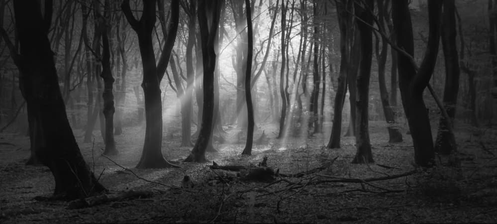 Misty Forest Sunlight by Saskia Dingemans — canvas wall art