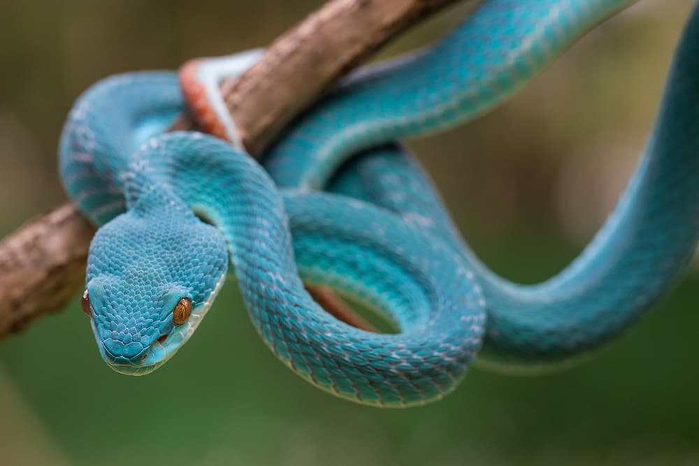 Blue Viper's Gaze by Hendy Mp — canvas wall art