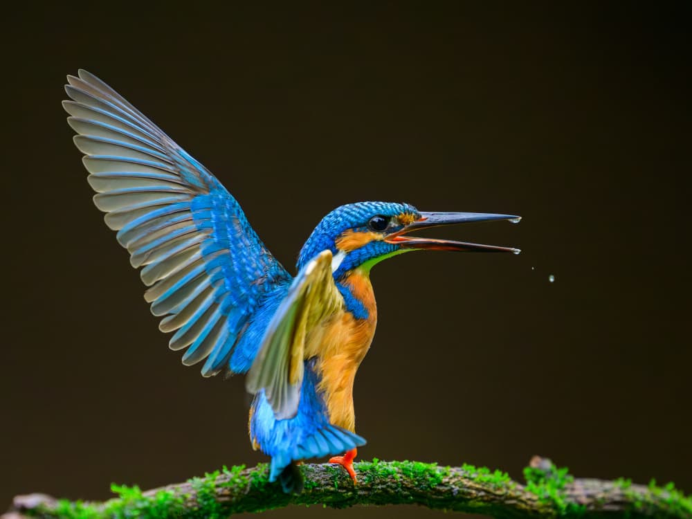 Vibrant Kingfisher Wings by Som Prasad — canvas wall art