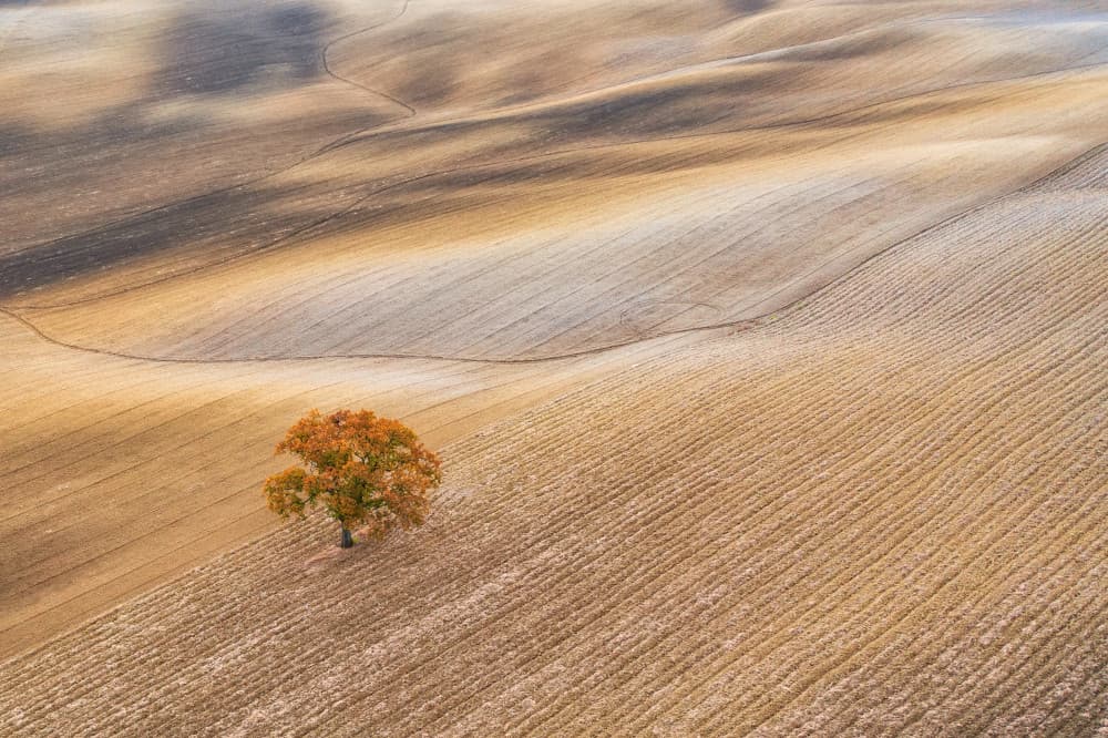 Golden Fields Lone Tree by Luigi Ruoppolo — canvas wall art