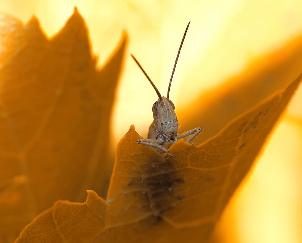 Curious Grasshopper on Golden Leaf by Thierry Dufour — canvas wall art