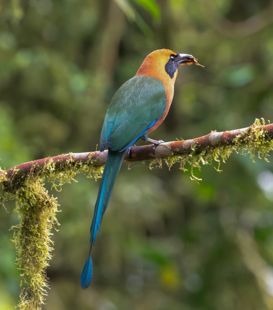 Vibrant Jungle Motmot by Tony Yu — canvas wall art