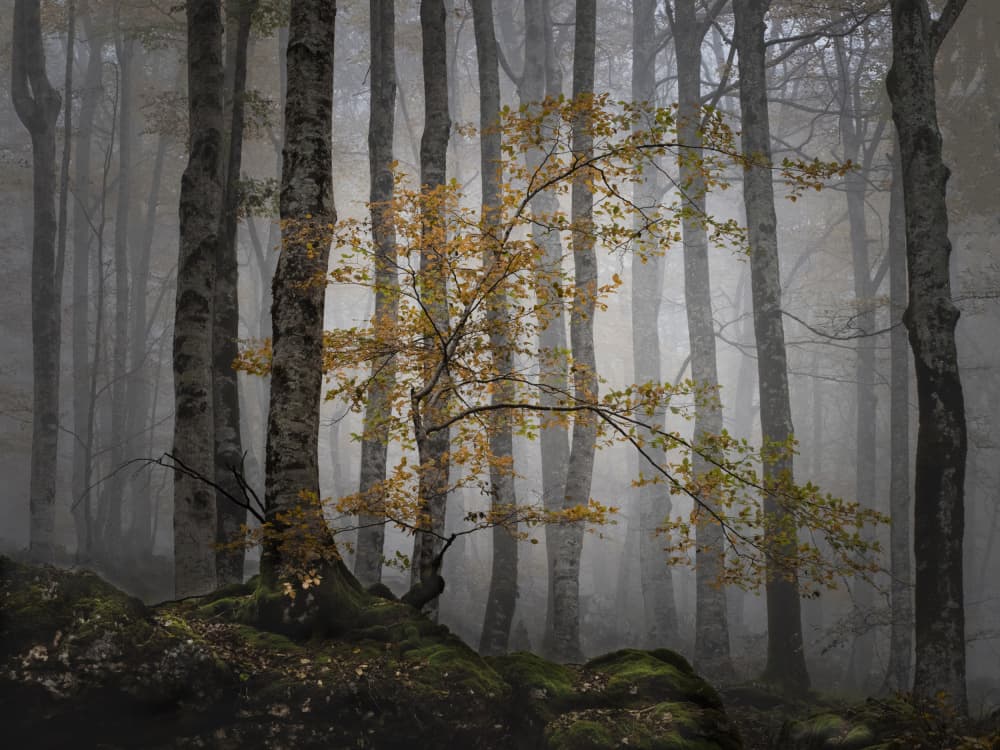 Misty Golden Forest by JA Ruiz Rivas — canvas wall art