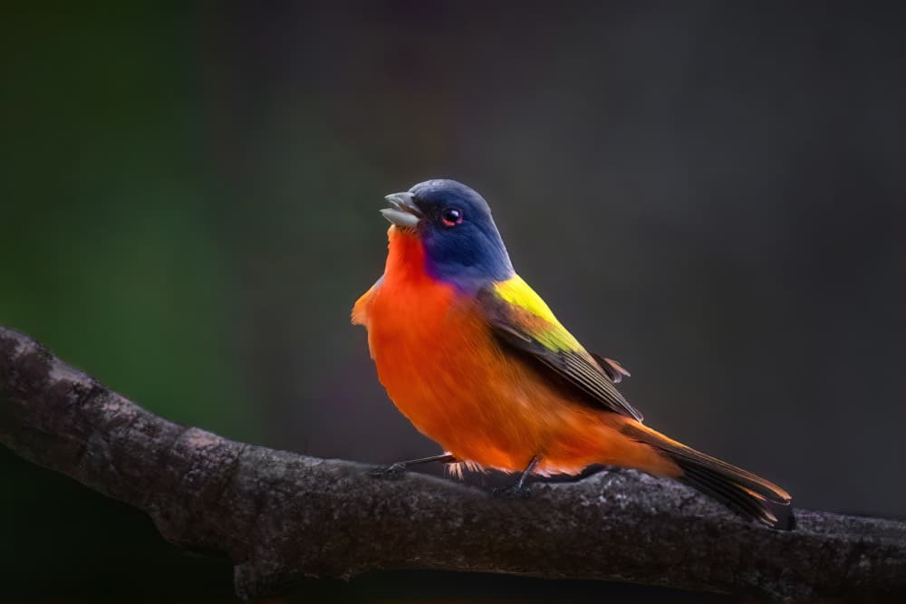 Vibrant Painted Bunting by Jianping Yang — canvas wall art