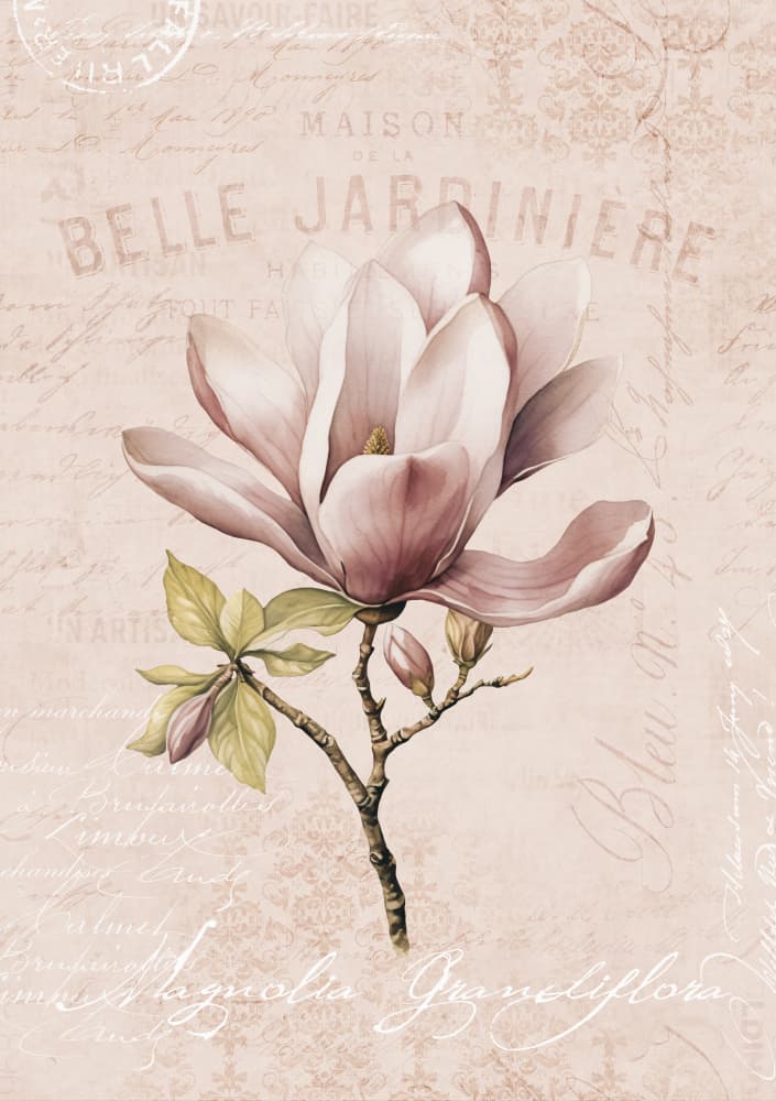 Vintage Pink Magnolia by Andrea Haase — canvas wall art