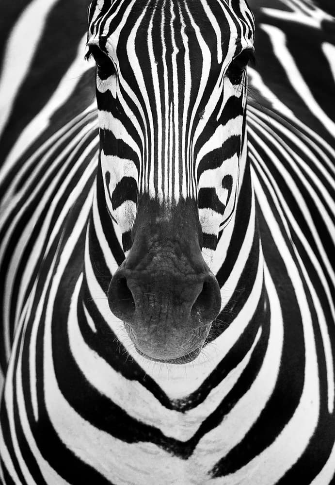 Striking Zebra Stripes by Juan Luis Duran — canvas wall art