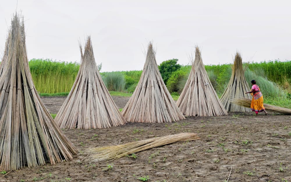 Jute Harvest Stacks by Shaibal Nandi — canvas wall art