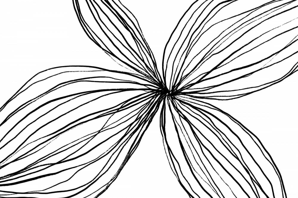 Elegant Black and White Petals by uplusmestudio — canvas wall art