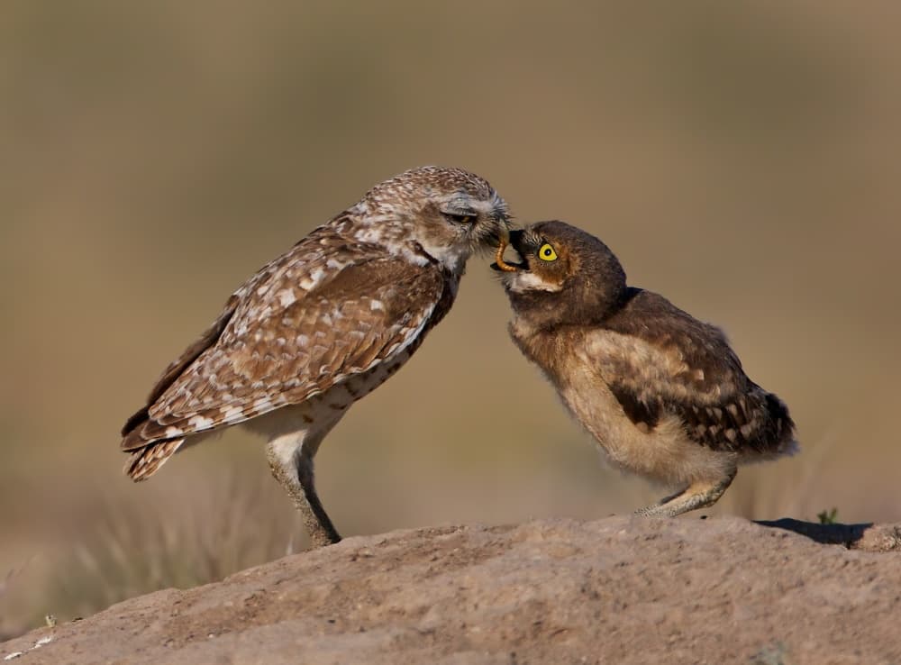 Owl Feeding Chick by verdon — canvas wall art