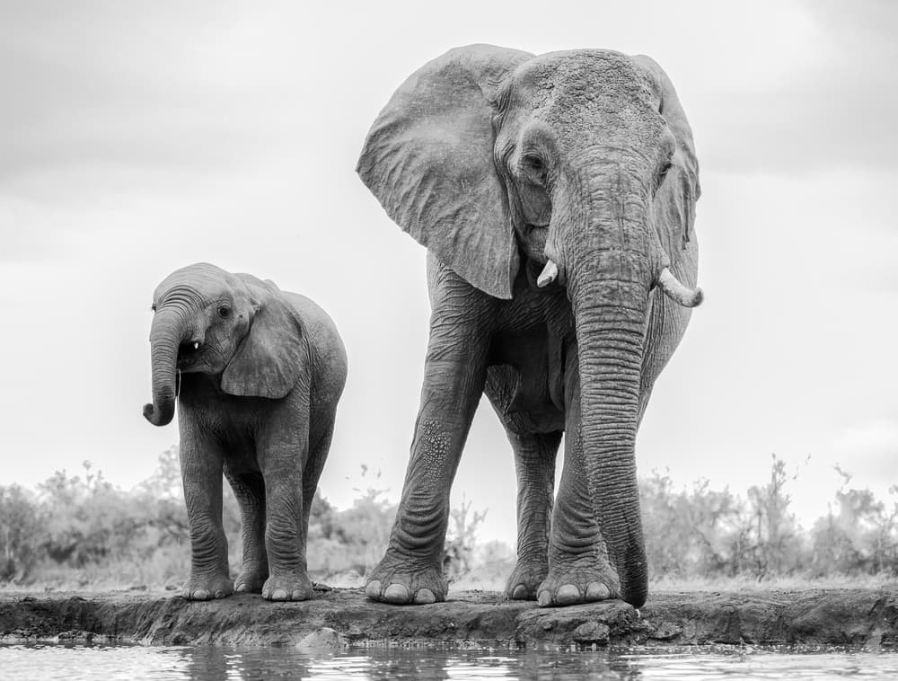 Mother And Calf Elephants by Jaco Marx — canvas wall art