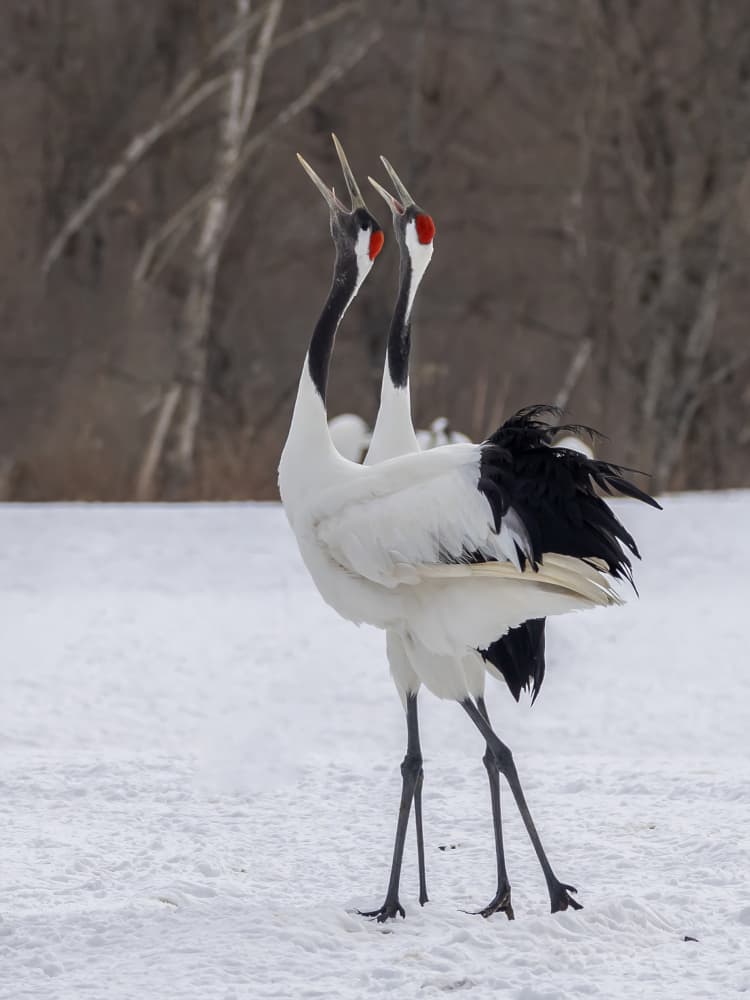 Calling Red-crowned Cranes by Yun Thwaits — canvas wall art