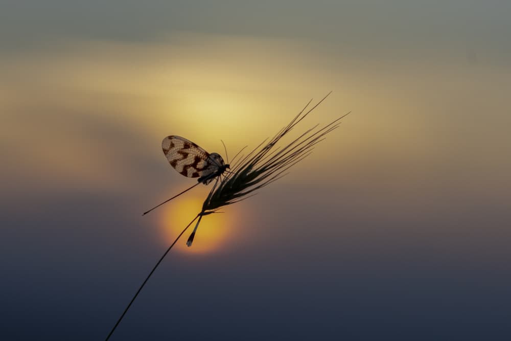 Golden Hour Butterfly by Roelof de Hoog — canvas wall art