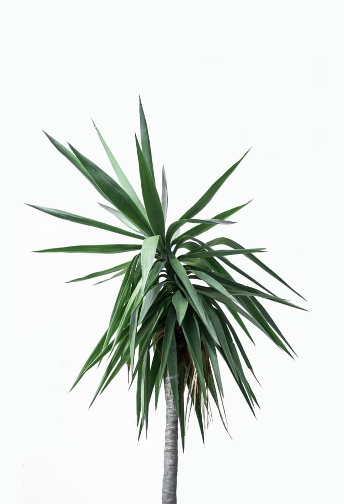 Palm Trees 11 by Mareike Böhmer — canvas wall art