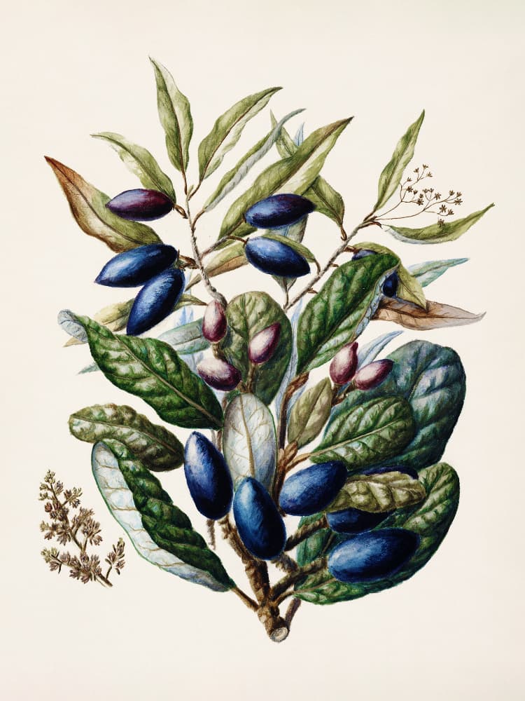 Beilschmiedia Taiaire Tawa Drawn By Sarah Featon (1848–1927) by Sarah Featon — canvas wall art